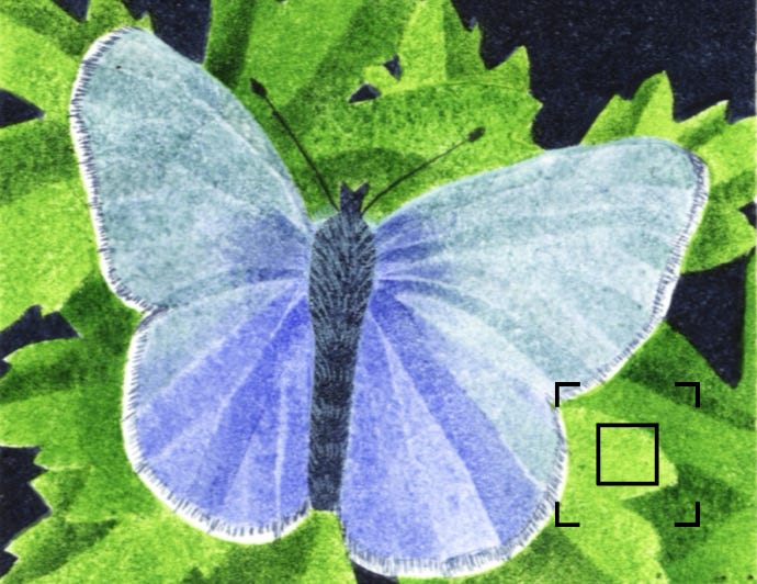Stencil of Spring Azure butterfly, as shown in Qualicum Blue
